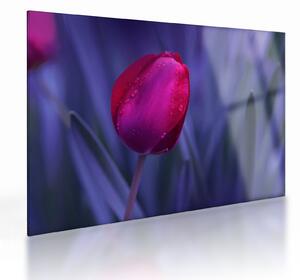 Tulipán bimbó képe (üvegen) (70x50 cm)