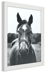 Gario Poszter Egy ló portréja A keret színe: Fehér, Méret: 30 x 45 cm