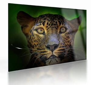 Kép - Leopárd portré, Sri Lanka (üvegen) (70x50 cm)