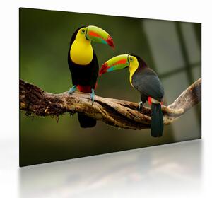 Ülő tukánok képe, Costa Rica (üvegen) (70x50 cm)