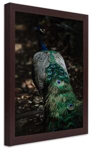 Gario Poszter Páva farok A keret színe: Barna, Méret: 30 x 45 cm