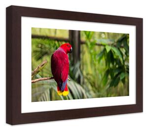 Poszter Paradicsomi papagáj A keret színe: Barna, Méretek: 45 x 30 cm