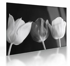 Kép - fekete-fehér tulipán virág (üvegen) (70x50 cm)
