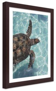Poszter Tengeri teknős a tengerben A keret színe: Barna, Méretek: 20 x 30 cm