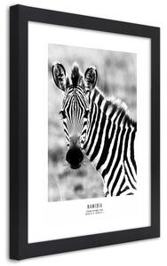 Gario Poszter Kíváncsi zebra A keret színe: Fekete, Méret: 20 x 30 cm