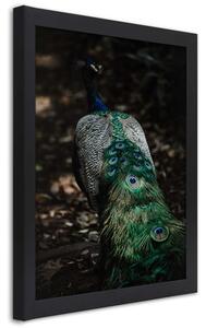 Gario Poszter Páva farok A keret színe: Fekete, Méret: 20 x 30 cm