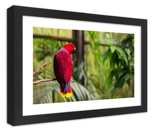 Poszter Paradicsomi papagáj A keret színe: Fekete, Méretek: 45 x 30 cm