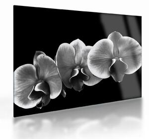 Egy orchidea virág képe (üvegen) (70x50 cm)