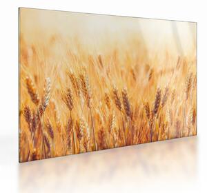 Kép - mező gabonával (üvegen) (70x50 cm)