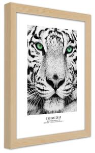 Gario Poszter Fehér tigris A keret színe: Természetes, Méret: 30 x 45 cm