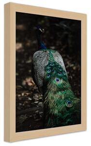 Gario Poszter Páva farok A keret színe: Természetes, Méret: 30 x 45 cm