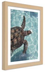 Poszter Tengeri teknős a tengerben A keret színe: Természetes, Méretek: 20 x 30 cm