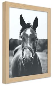 Gario Poszter Egy ló portréja A keret színe: Természetes, Méret: 30 x 45 cm