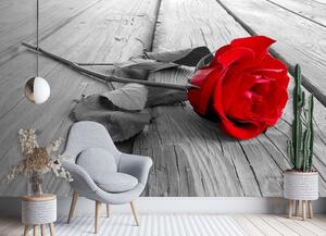 Gario Fotótapéta Vörös rózsa Anyag: Vlies, Méret: 300 x 210 cm