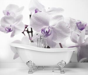 Gario Fotótapéta Virágzó orchidea Anyag: Vlies, Méret: 300 x 210 cm