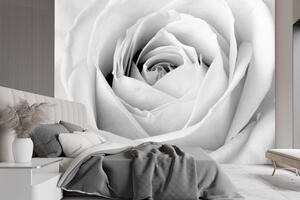 Gario Fotótapéta Fehér rózsa, közelkép egy bimbóról Anyag: Vlies, Méret: 300 x 210 cm
