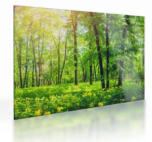 Kép - Tavaszi lomberdő (üvegen) (70x50 cm)