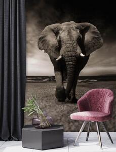 Gario Fotótapéta Sötét elefánt Anyag: Vlies, Méret: 200 x 280 cm