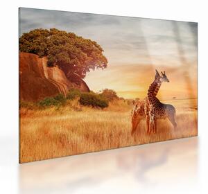 Kép - Zsiráfok Afrikában (üvegen) (70x50 cm)