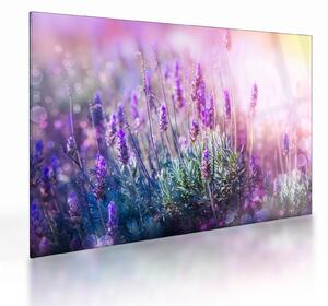 Kép - Levendula a csillogó napban (üvegen) (70x50 cm)