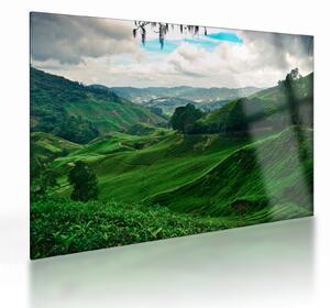 Kép - Teaültetvények Malajziában (üvegen) (70x50 cm)