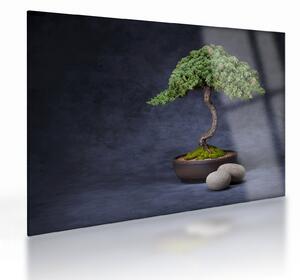 Kép - Bonsai (üvegen) (70x50 cm)