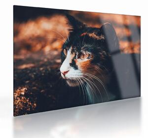 Kép - A macska látképe (üvegen) (70x50 cm)