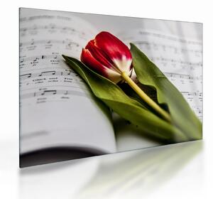 Egy vörös tulipán képe (üvegen) (70x50 cm)