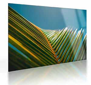 Kép - A pálmalevél részlete (üvegen) (70x50 cm)
