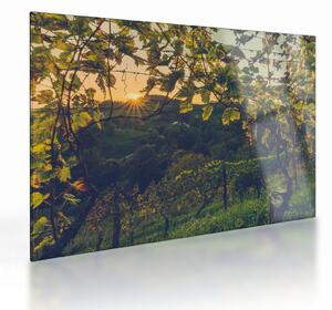 Kép - szőlőültetvény (üvegen) (70x50 cm)