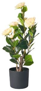 Műnövény CAMELLIA 60 cm Zöld