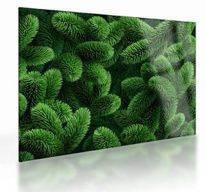 Kép - Tűlevelű gallyak (üvegen) (70x50 cm)