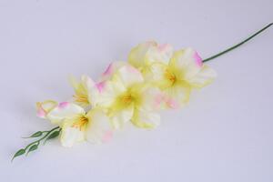 Művirág KARDVIRÁG sárga-rózsaszín