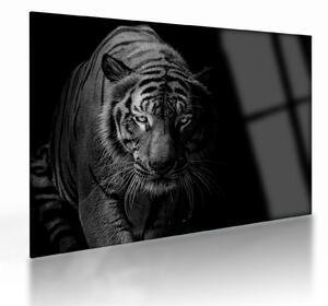 Egy vadtigris képe (üvegen) (70x50 cm)