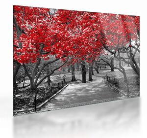 Kép - vörös fák,Central Park, New York (üvegen) (70x50 cm)