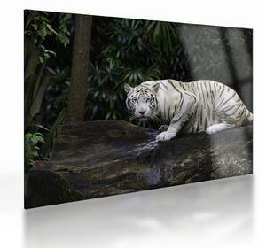 Kép - albínó tigris (üvegen) (70x50 cm)