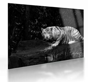 Kép - albínó tigris, fekete-fehér (üvegen) (70x50 cm)