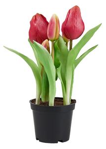 FLORISTA tulipán cserépben, sötétrózsaszín 24 cm