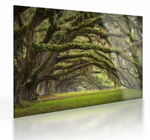 Kép - Oaks Avenue, Charleston, Dél-Karolina, Egyesült Államok (üvegen) (70x50 cm)