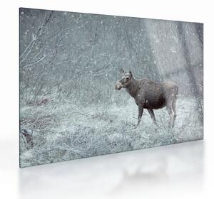 Kép - jávorszarvas egy hóval borított erdőben (üvegen) (70x50 cm)