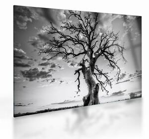 Kép - fekete fehér fa (üvegen) (70x50 cm)
