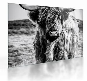 Kép - Highland - skót tehén (üvegen) (70x50 cm)