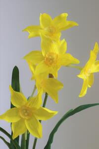 Sárga mű kisvirágú nárcisz 57 cm