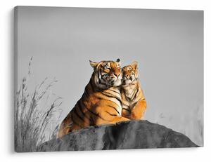 Kép - Tigris és a kölyke, fekete-fehér változat (70x50 cm)