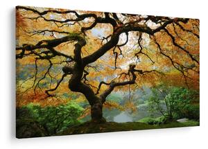 Egy sárga japán juhar képe, Portland, Oregon (90x60 cm)