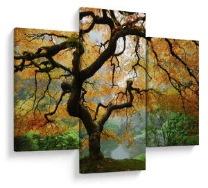 Egy sárga japán juhar képe, Portland, Oregon (90x60 cm)