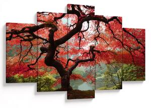 Red Japanese Maple, Portland, Oregon képe (150x105 cm)