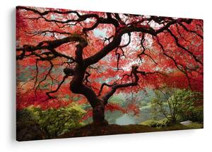 Red Japanese Maple, Portland, Oregon képe (90x60 cm)
