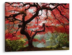 Red Japanese Maple, Portland, Oregon képe (70x50 cm)