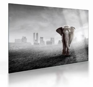 Kép -Elefánt egy nagyvárosban, fekete-fehér változat (üvegen) (70x50 cm)